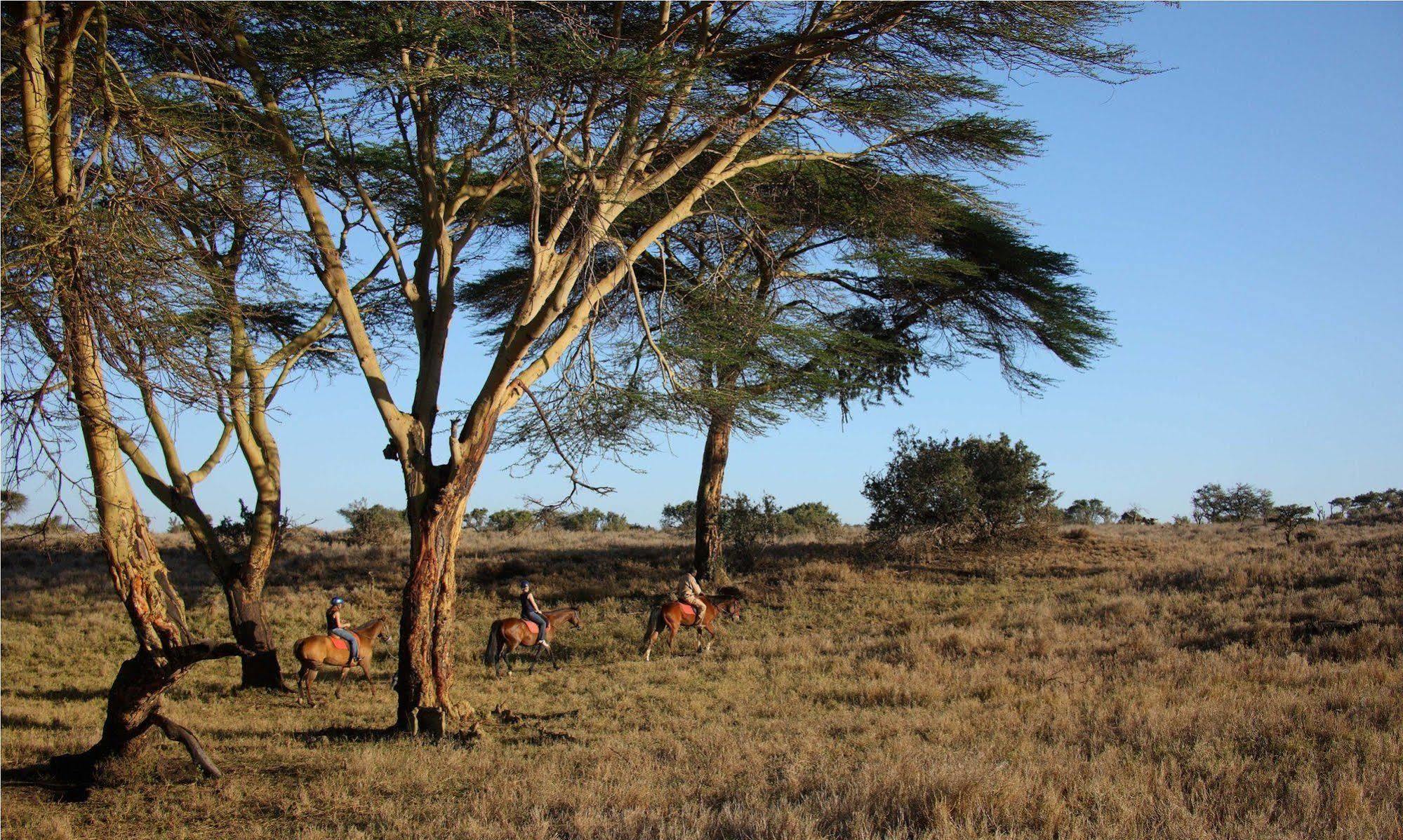 Elewana Lewa Safari Camp Hotell Timau Eksteriør bilde